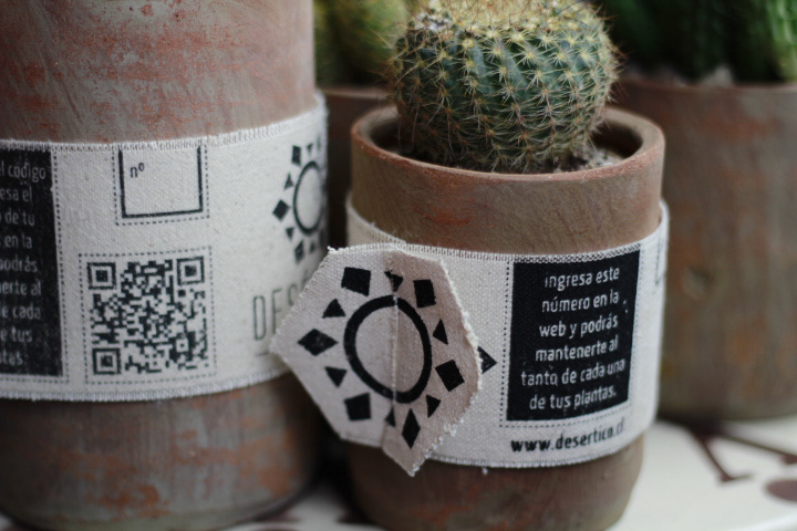 Identidad de marca cactus latinoamericano