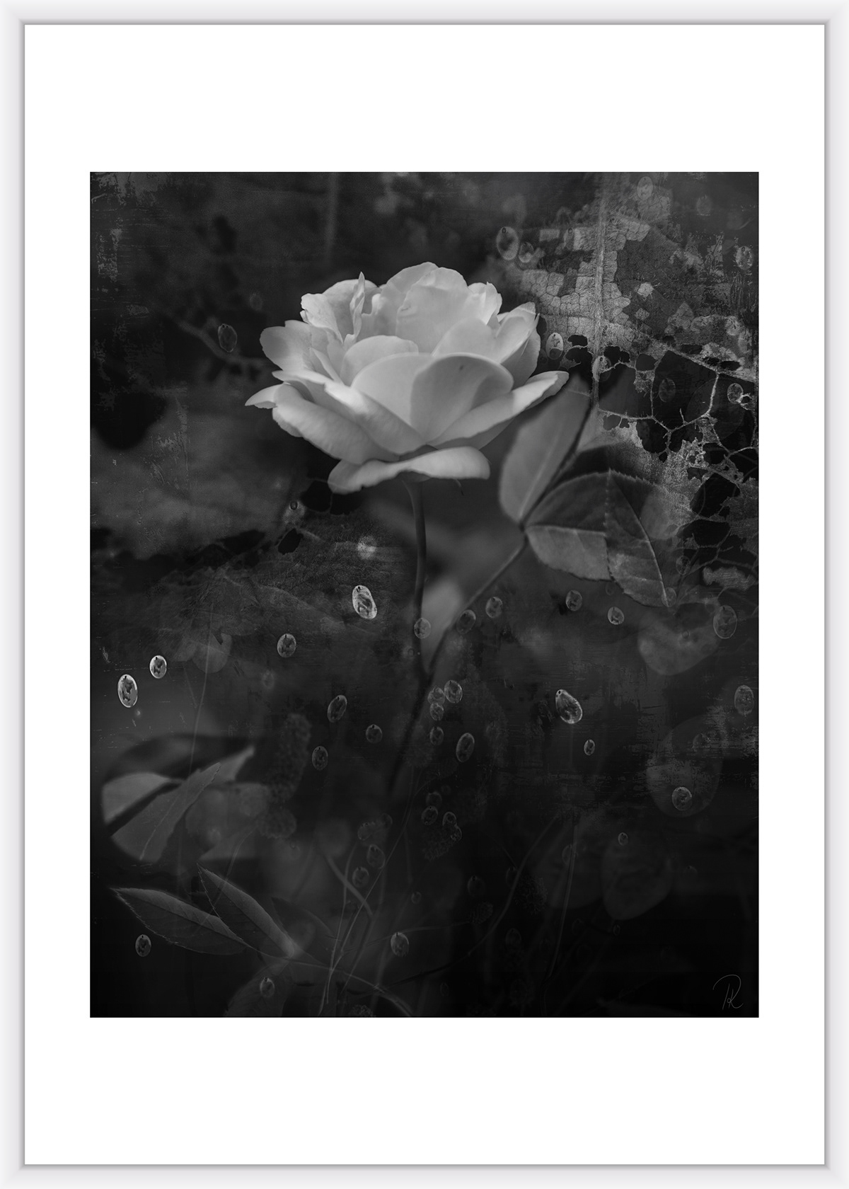 blumen Canon collage Kunstausstellung natur Photographien schwarz weiss wasser fotografie