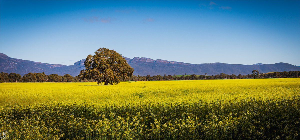 Australia coulous countryside farm Flowers Landscape Nature rural spring yellow