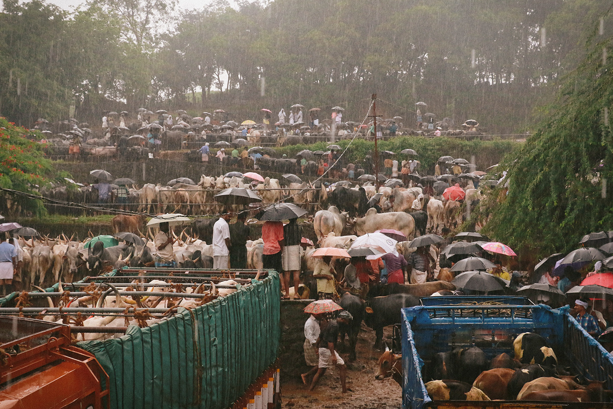 Cattle India kerala market Photography  street photography Travel people rain cow