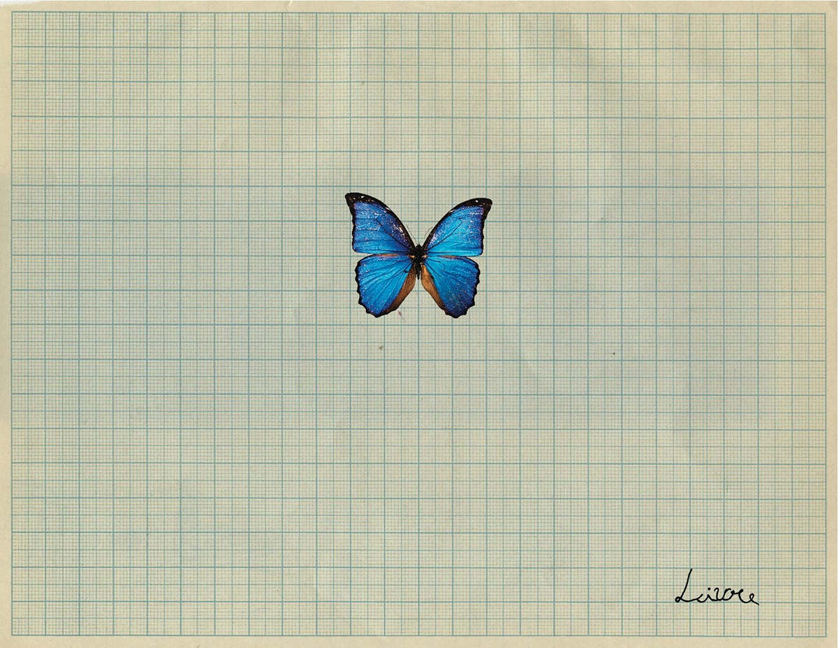 Ilustração natureza Nature collage colagem Colagens borboleta butterfly vintage Retro IPCA Portugal