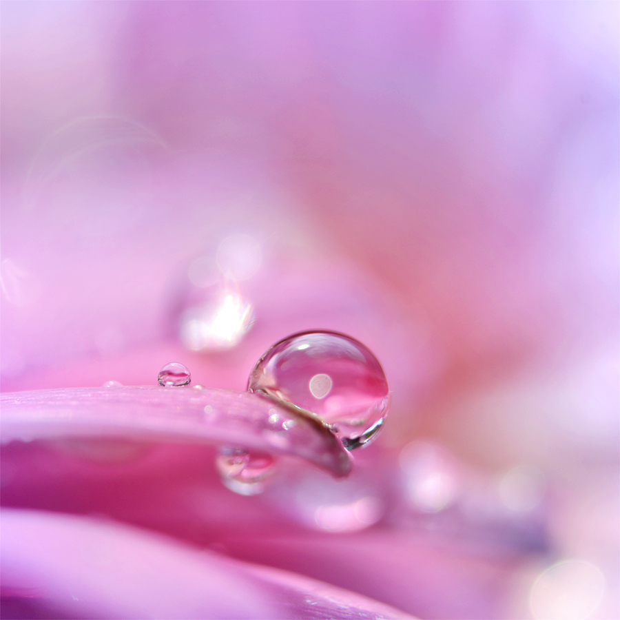 macro Water Drops dew drops colours bokeh Nature floral