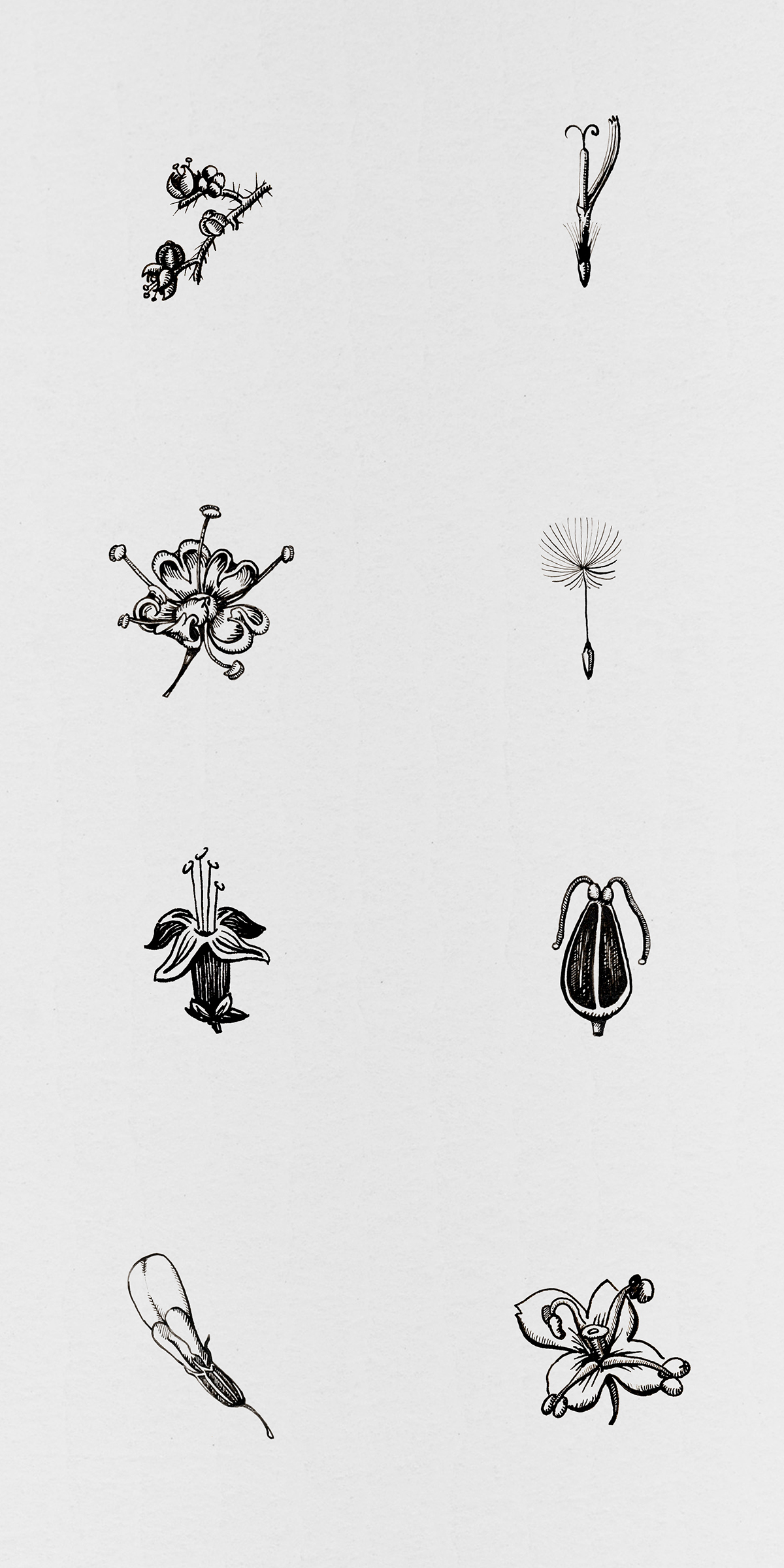 ink botanical pen weeds vintage