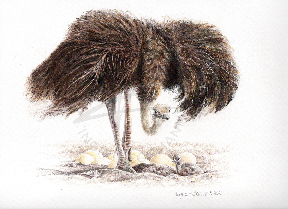 Adobe Portfolio coloured pencil ILLUSTRATION  wildlife ostrich bird art Drawing 