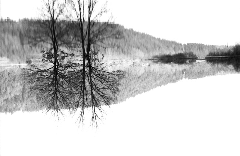 Tree  Black&white Relections water