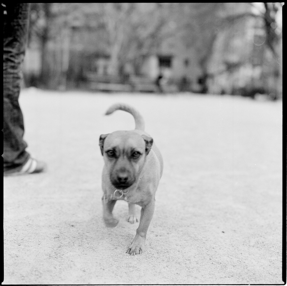 dog  pug  bulldog French Bulldog lab Pitbull  pet New York new york city