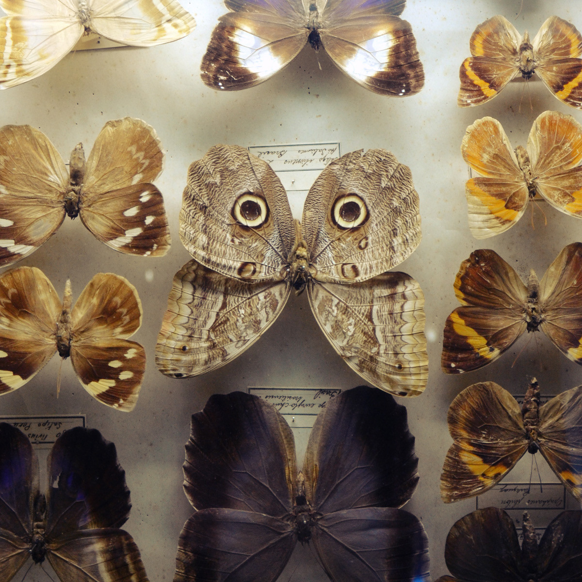 oceanographic museum animals  butterfly