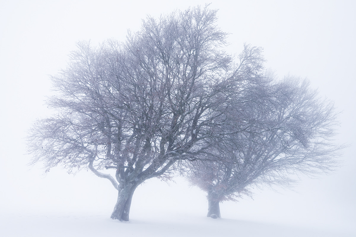 whiteout winter Nature Landscape Treescape Beech Tree  mountain snow coldness hoarfrost