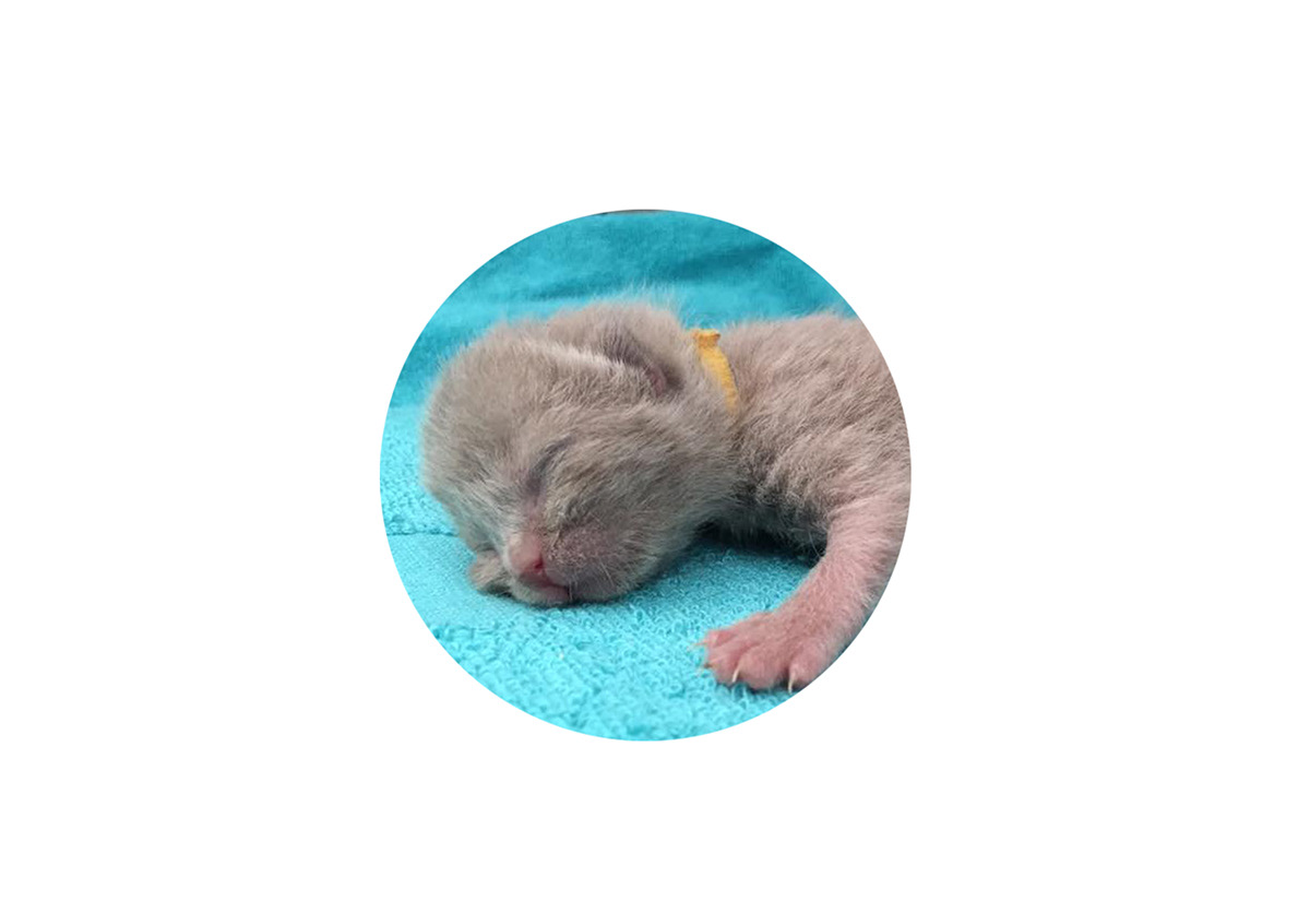 cats kittens breeding britishshorthair bs logo illustrations pink blue Freelance