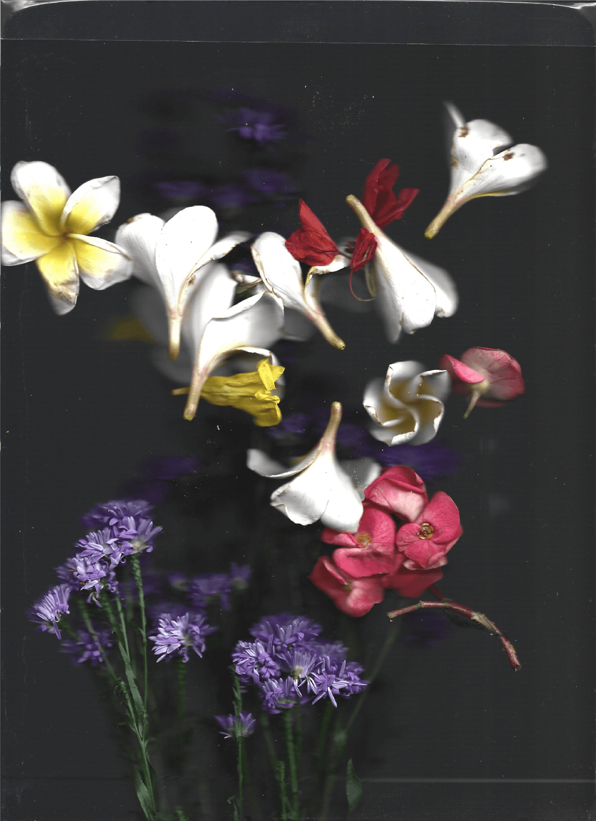 floral texture free Flowers pressed flowers scanned flowers scans