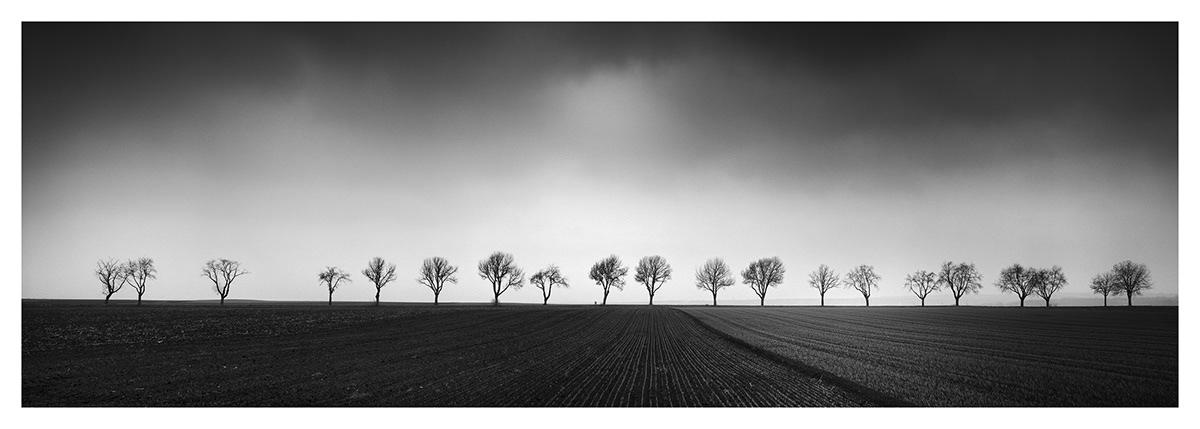 Gerald Berghammer | Black White Photography – Twenty cherry trees avenue field panorama Weinviertel