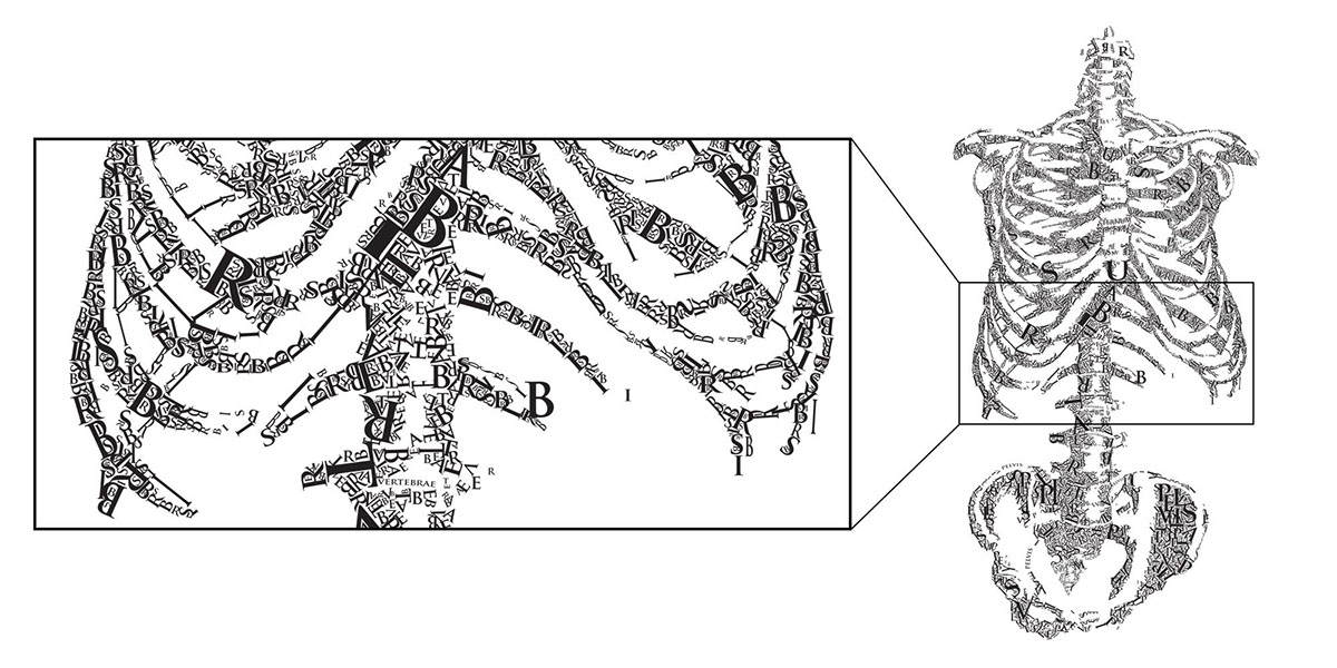 Torso skeleton digital Illustrator