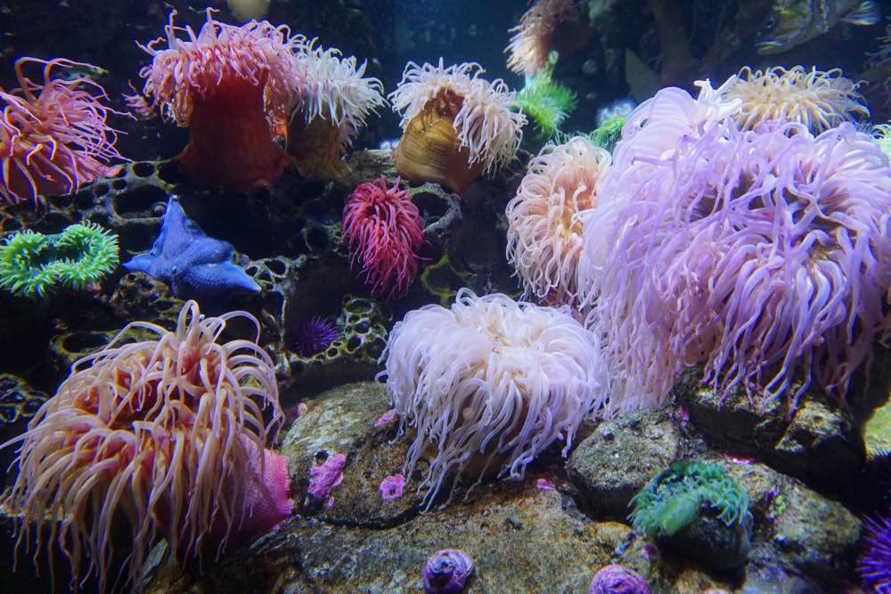 Anemones saltwater aquarium supplier saltwater aquarium