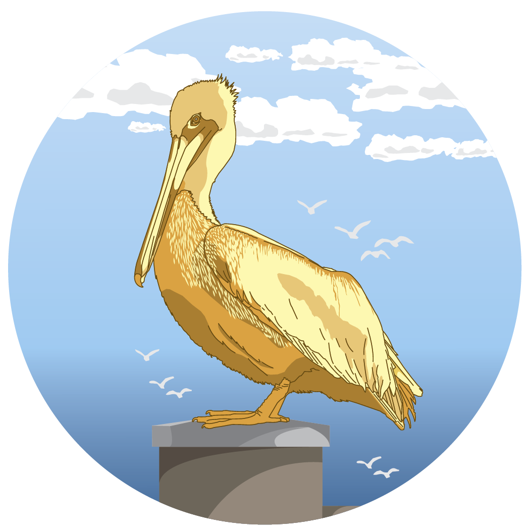 Pelican illustration