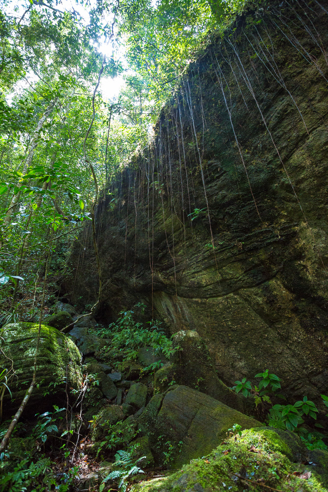 srilanka John Rowell Adhocphotographer rainforest Sinharaja