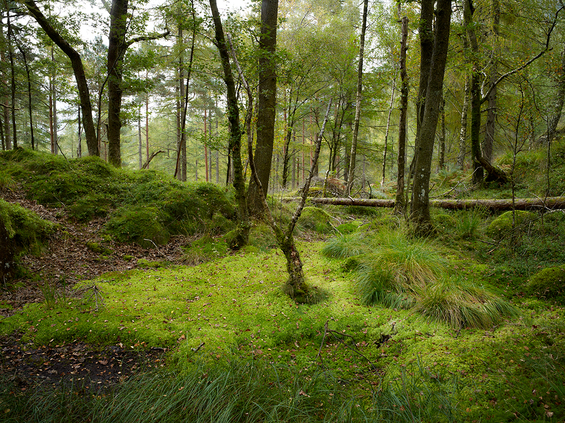 woodland slate quarries autumn cumbria ferns trees colour medium format