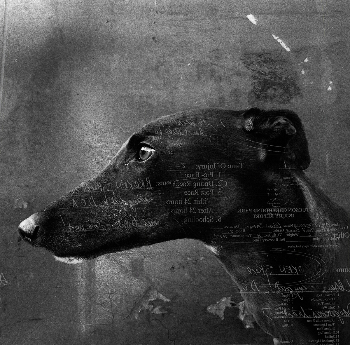 greyhound animal dogs black and white Greyhound Racing