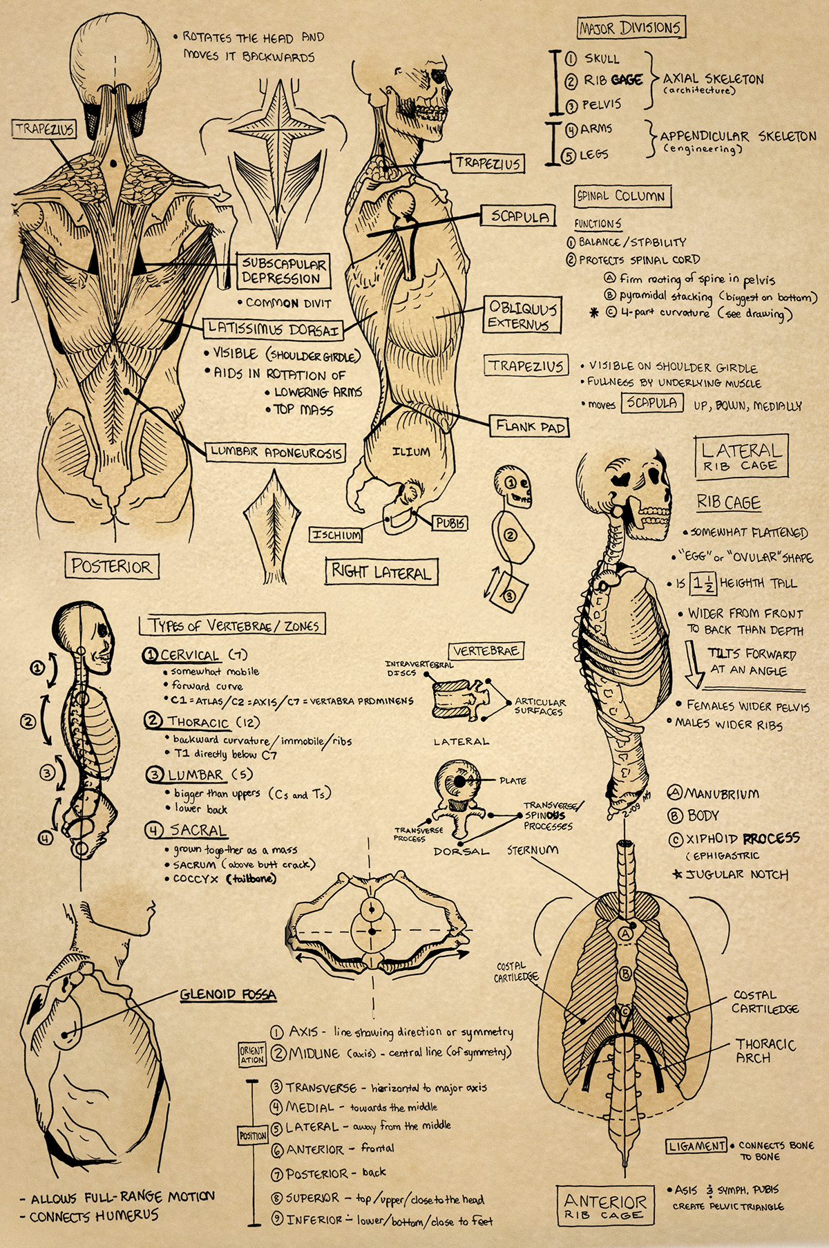 Anatomy Sketchbook on Behance