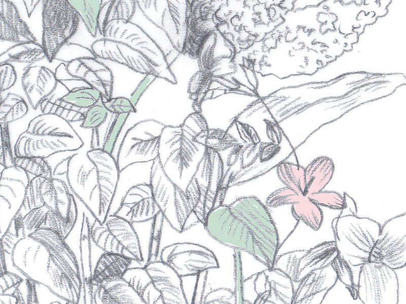 ilustracion plants Pencil illustration botanical botanic antique sketches tres tintas Intachable Flowers flowers wallpaper DECORATION WALL  wallpaper decoration wall