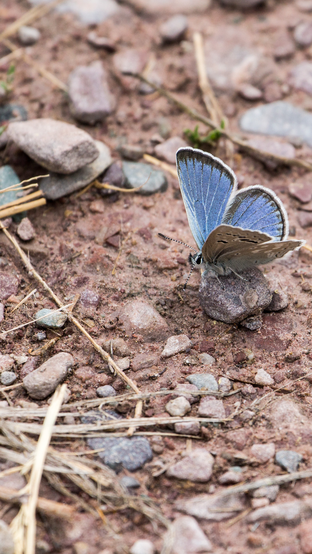 Adobe Portfolio butterfly digital photogrraphy Macro Photography wildlife Nature