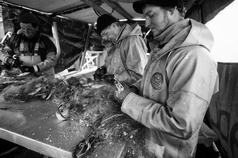 herring fishing Hering fischerei fish