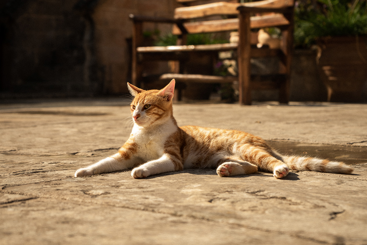 Laying cat in Crete