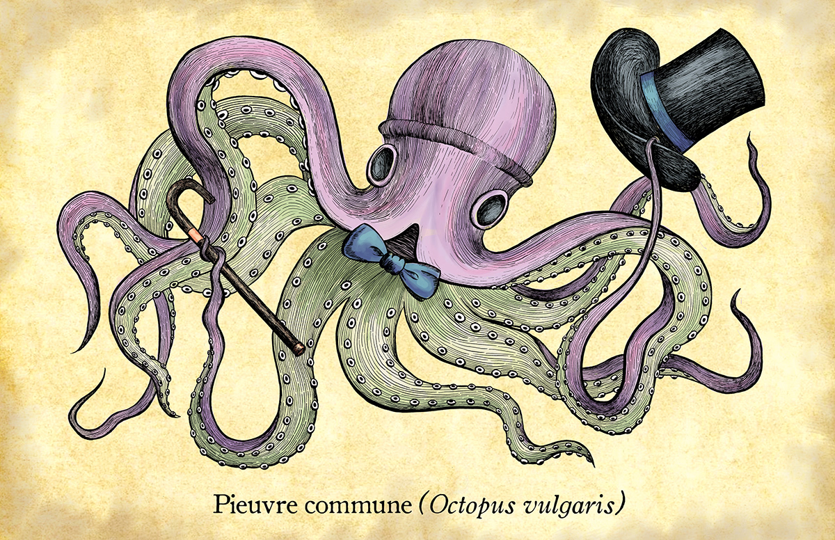 octopus animal old book illustration pen and ink