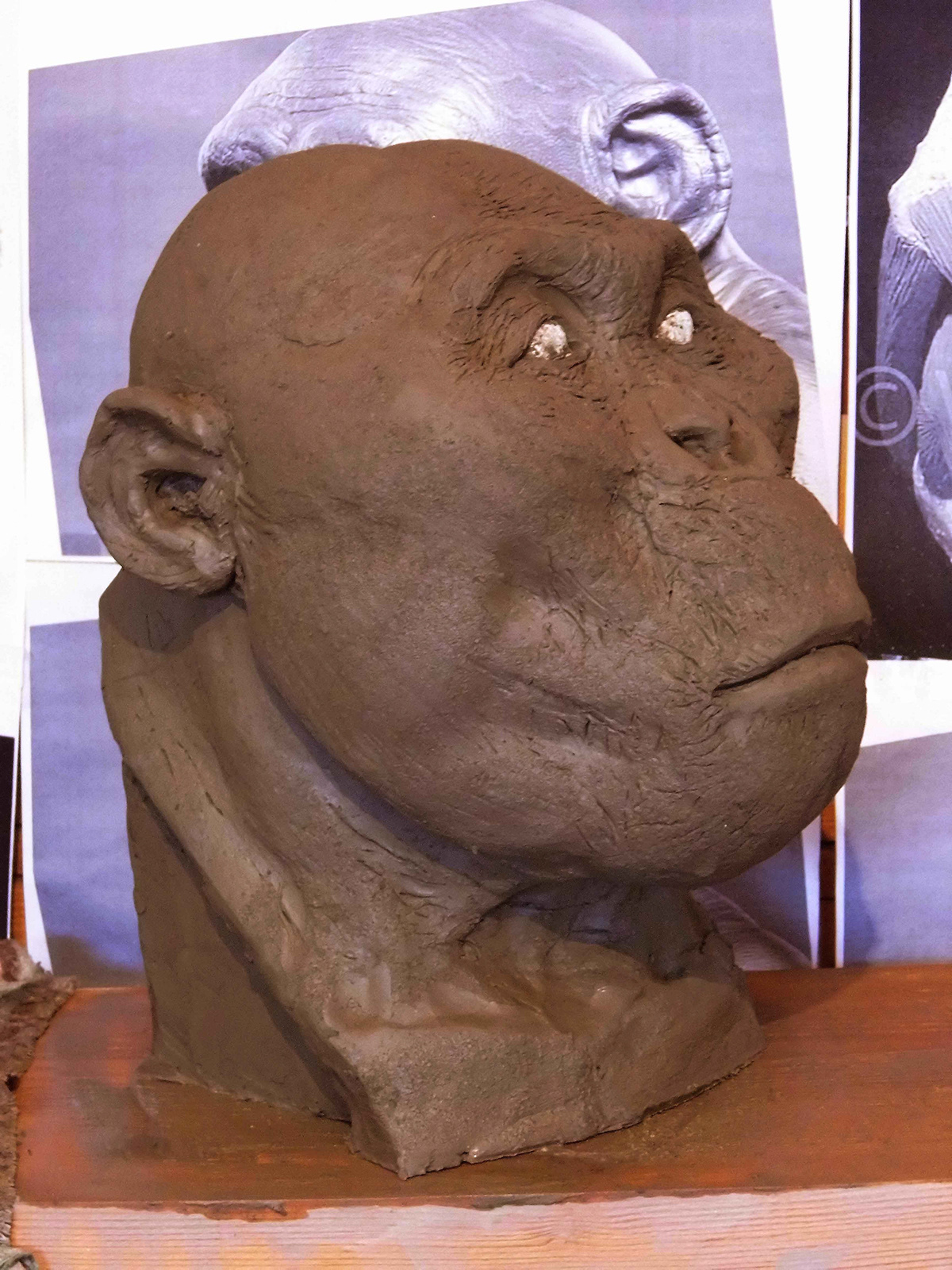 paranthropus boisei evolution homo human man