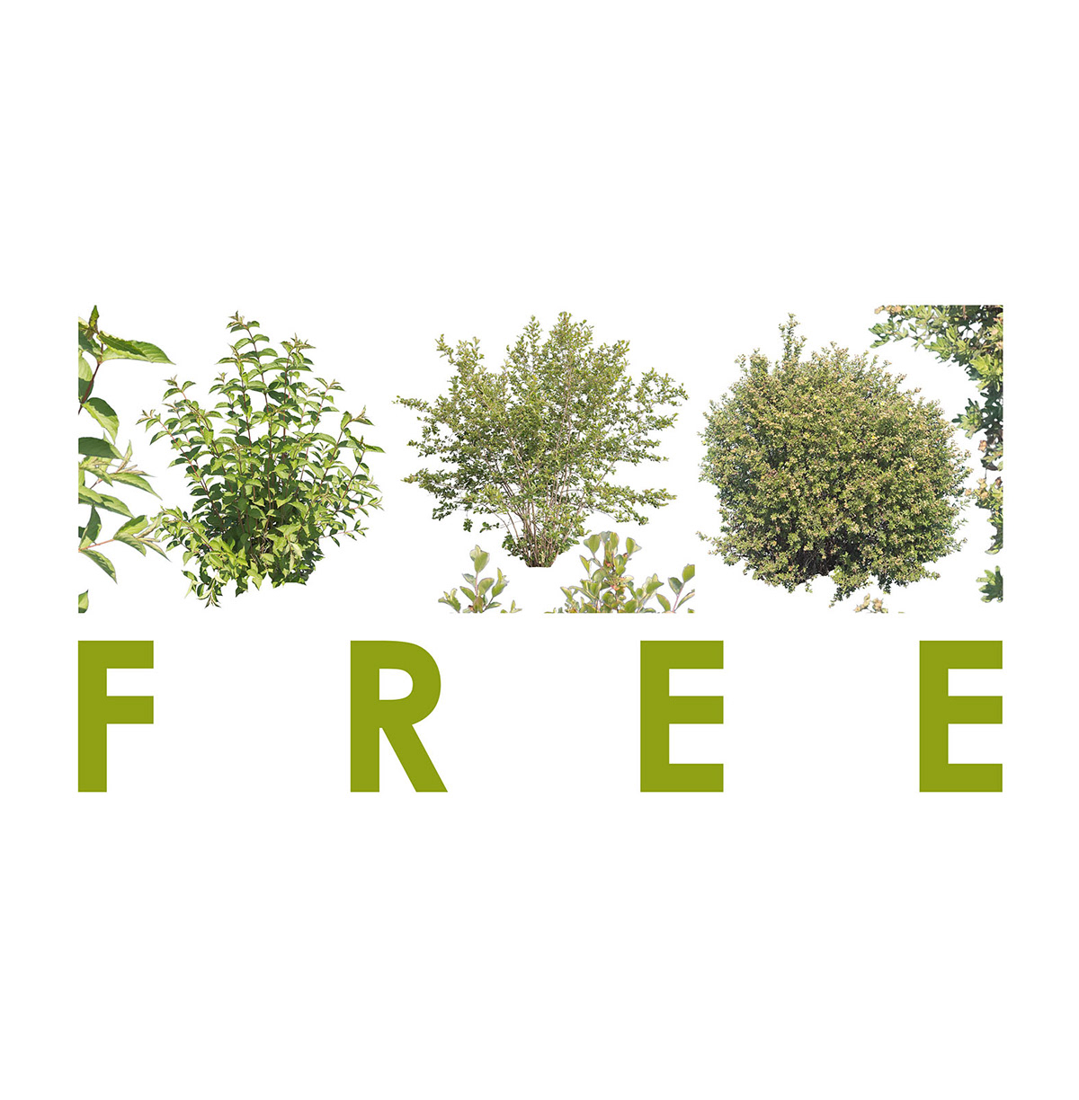 bush cut cutout free freebie Plant shrub texture png PS