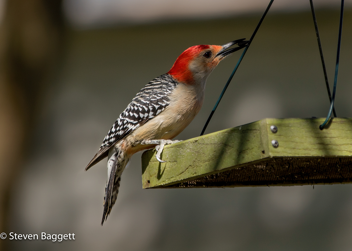 birds red breasted woodpecker macro