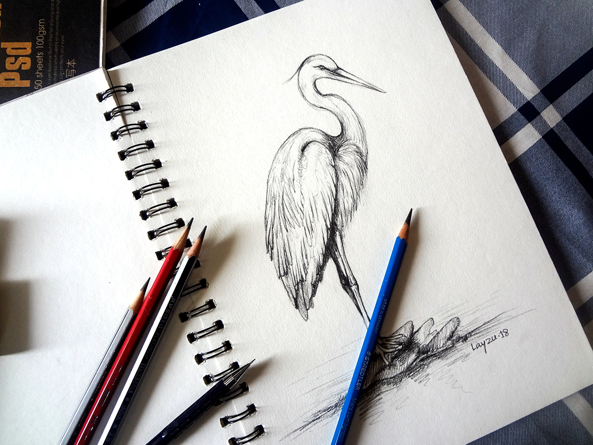 Drawing  pencil paper animal bird Love passion sketch Fine Arts 