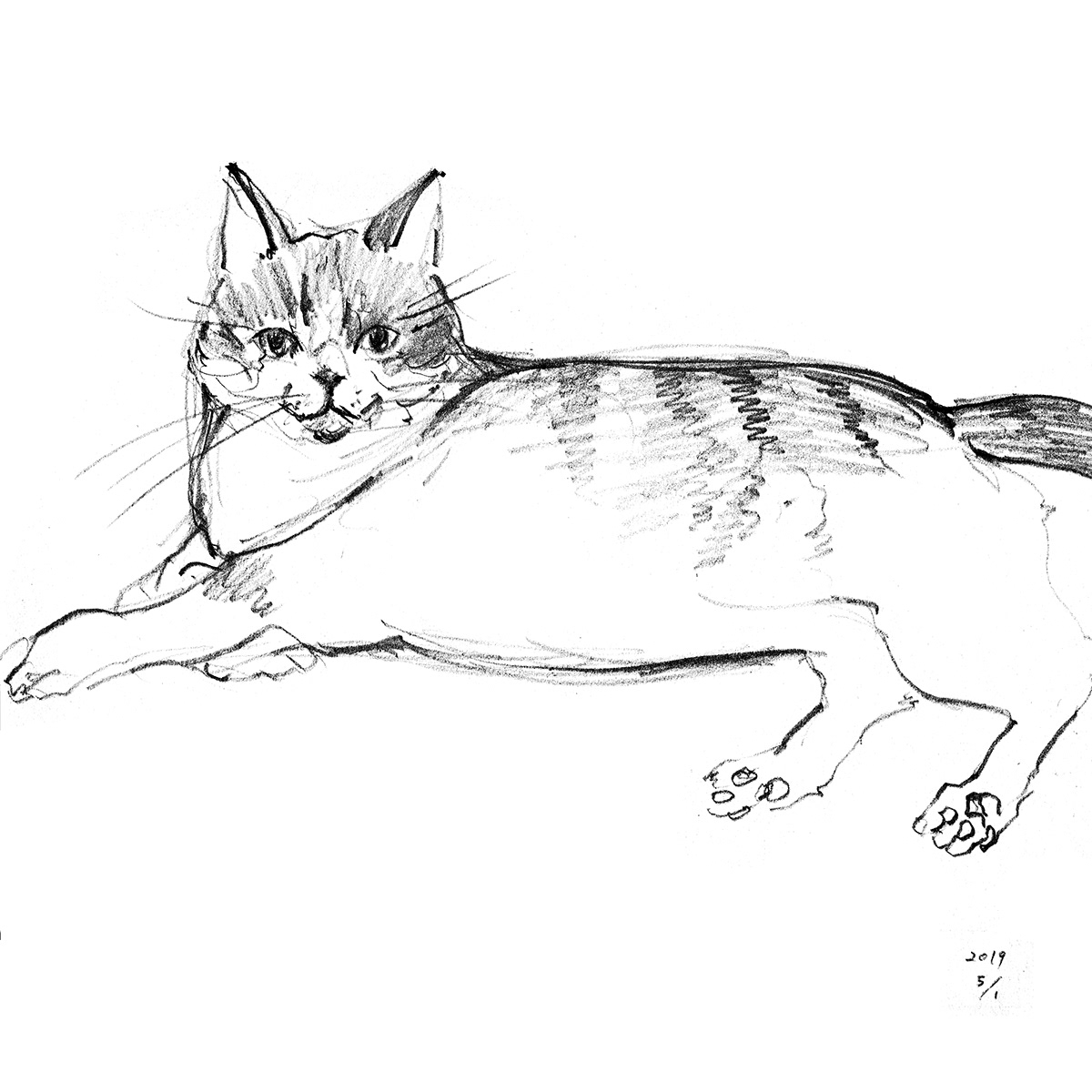 How to Draw a Cat - Easy Drawing Art