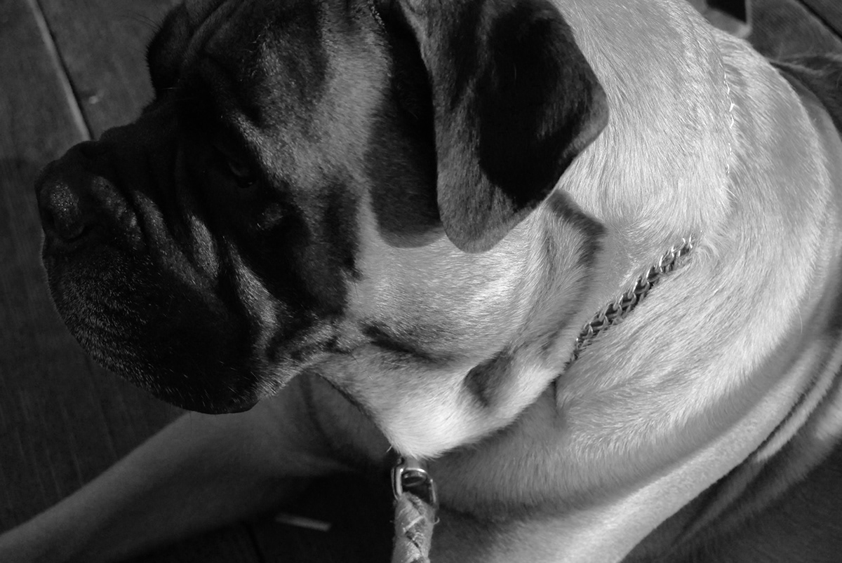 photo dog black & white animal friend remember Love dead fido portrait