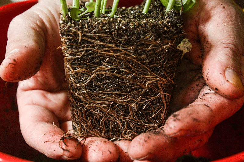 dirt photography basil plant roots