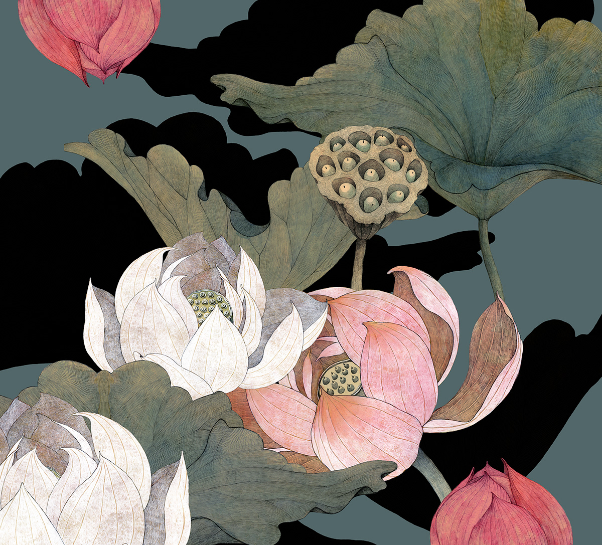 botany cd Drawing  Flowers ILLUSTRATION  japan Lotus music