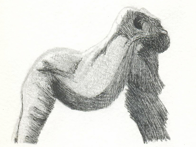 animals watercolor Tradicional anatomy eagle gorilla wolf pencil