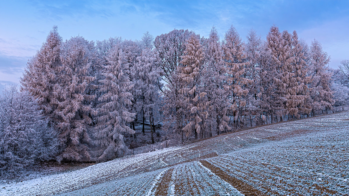 color frost MORNING SKY Tree  winter wood