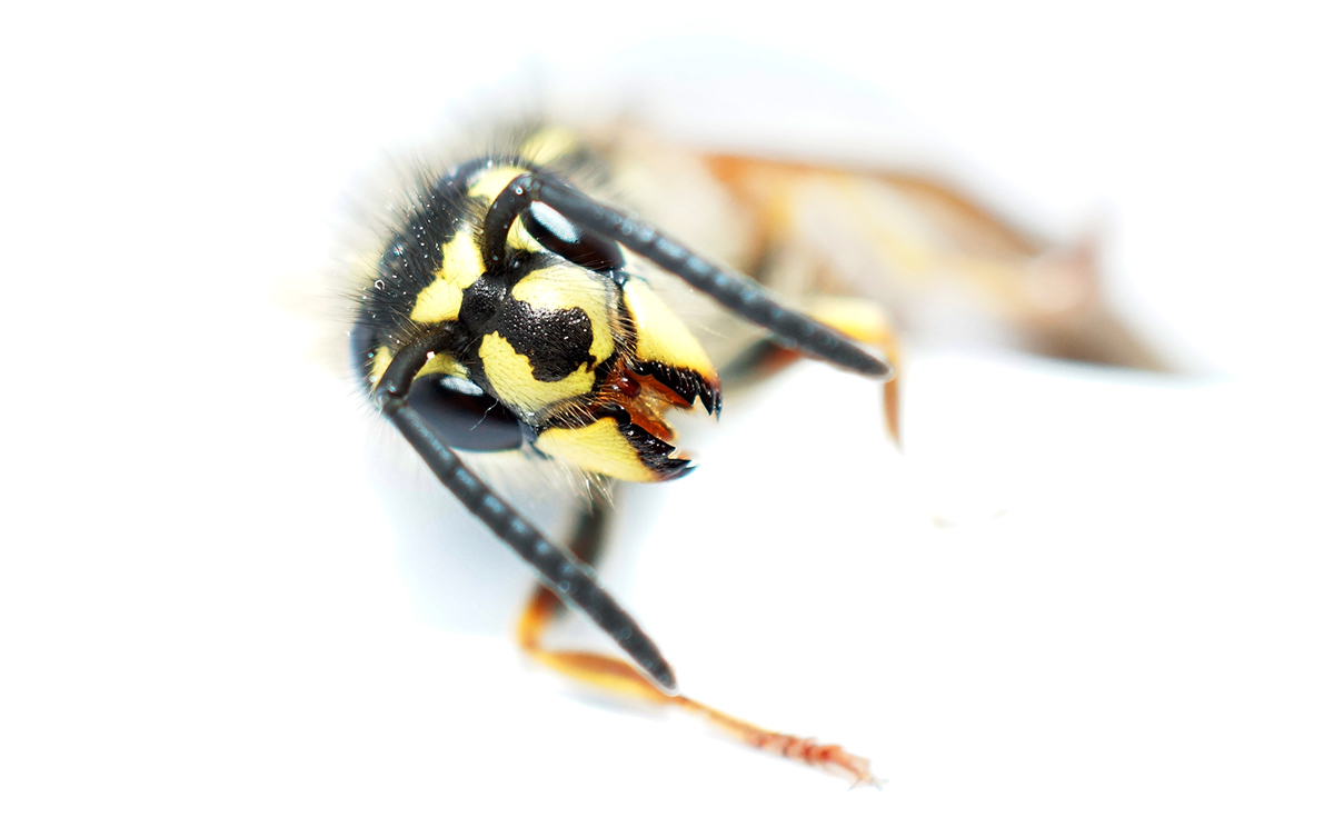 hornet macro insect szerszeń owad makro photo Fly wings honey small Sony