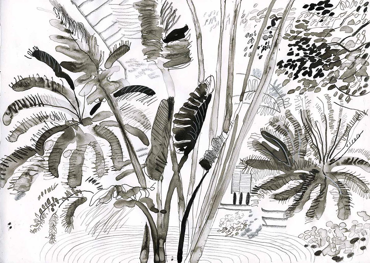 trees naturalforms plants drawingsoftrees Nature penandink sketchbook Urbansketching Landscape charcoal
