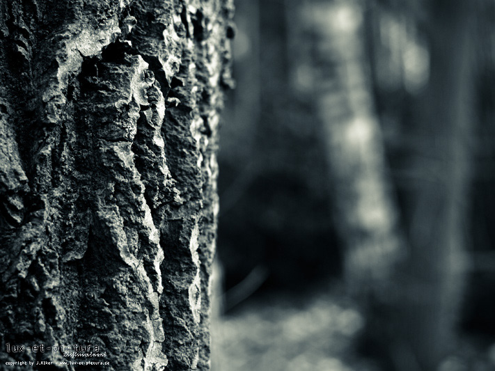 forest woods trees conceptual photography
