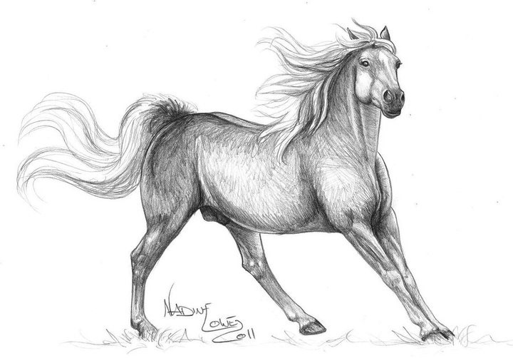 Pencil portraits animal portraits Horse Portraits car portraits fantasy artwork
