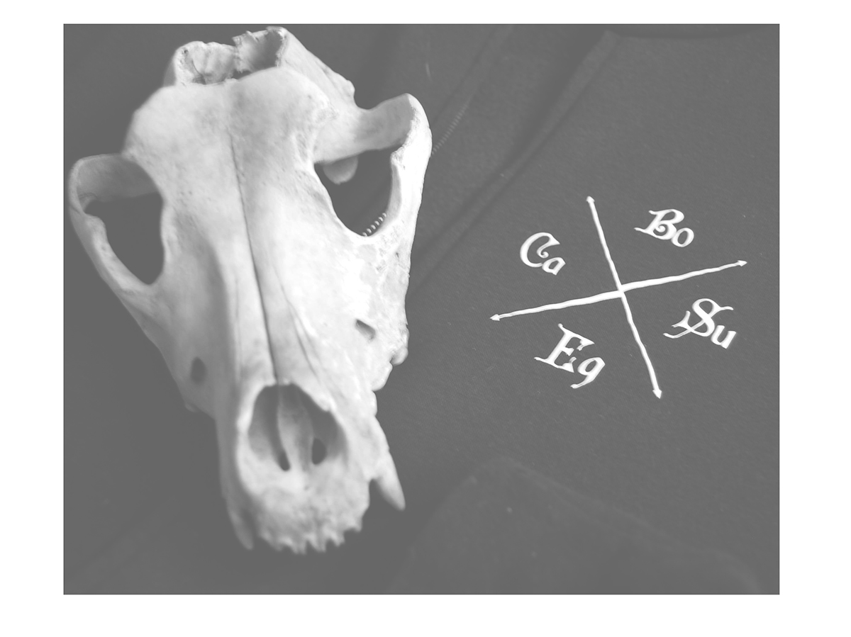 veterinary vet anatomy pulover skull dog horse pig cow culture vulture