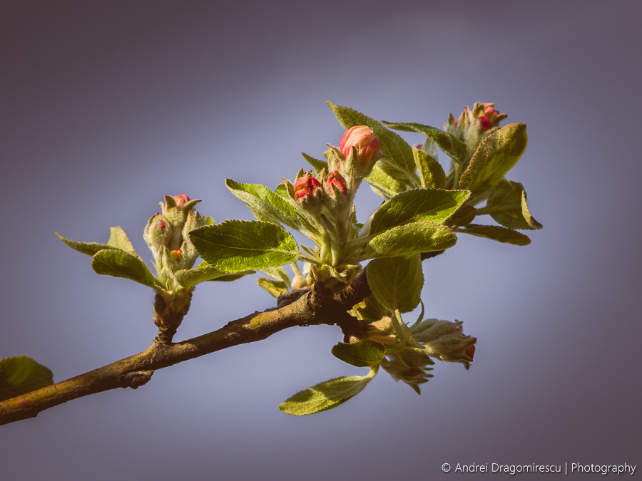 apple blossom branches crane green leaves petals pink SKY spring Tree  twigs White