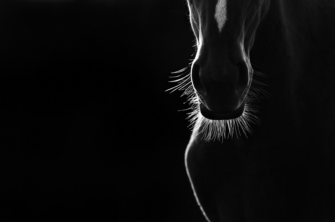horse horses autumn MORNING Natural Light portrait Silhouette