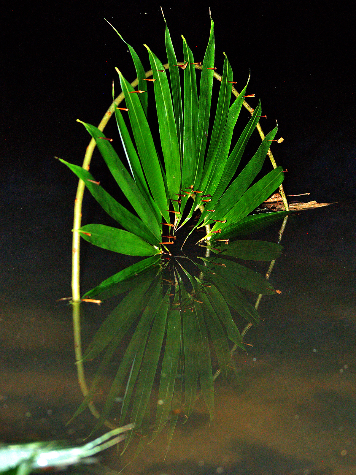 landart cercle circle mirror miroir reflet eau water feuille leaf iris eye OEIL épine wood