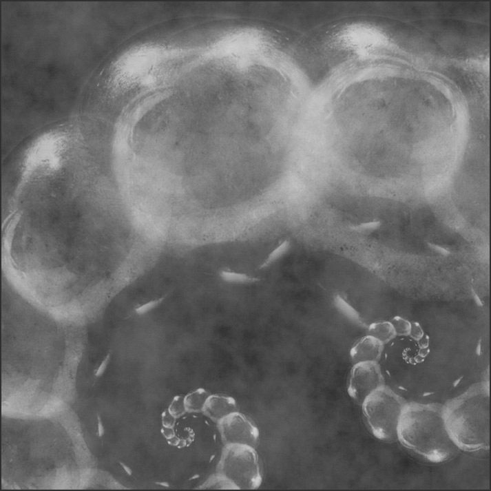 fractals visual dark kaleidoscope black and white kristina gentvainyte surreal abstract photoshop art lithuania belgium