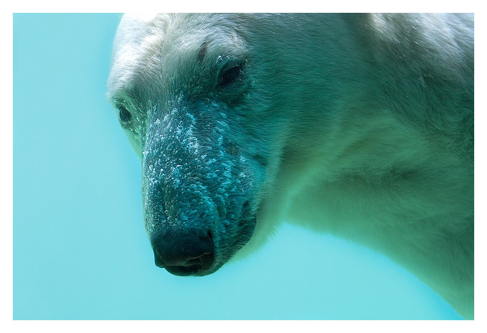 Polar Bear ice bear zoo cold water diving