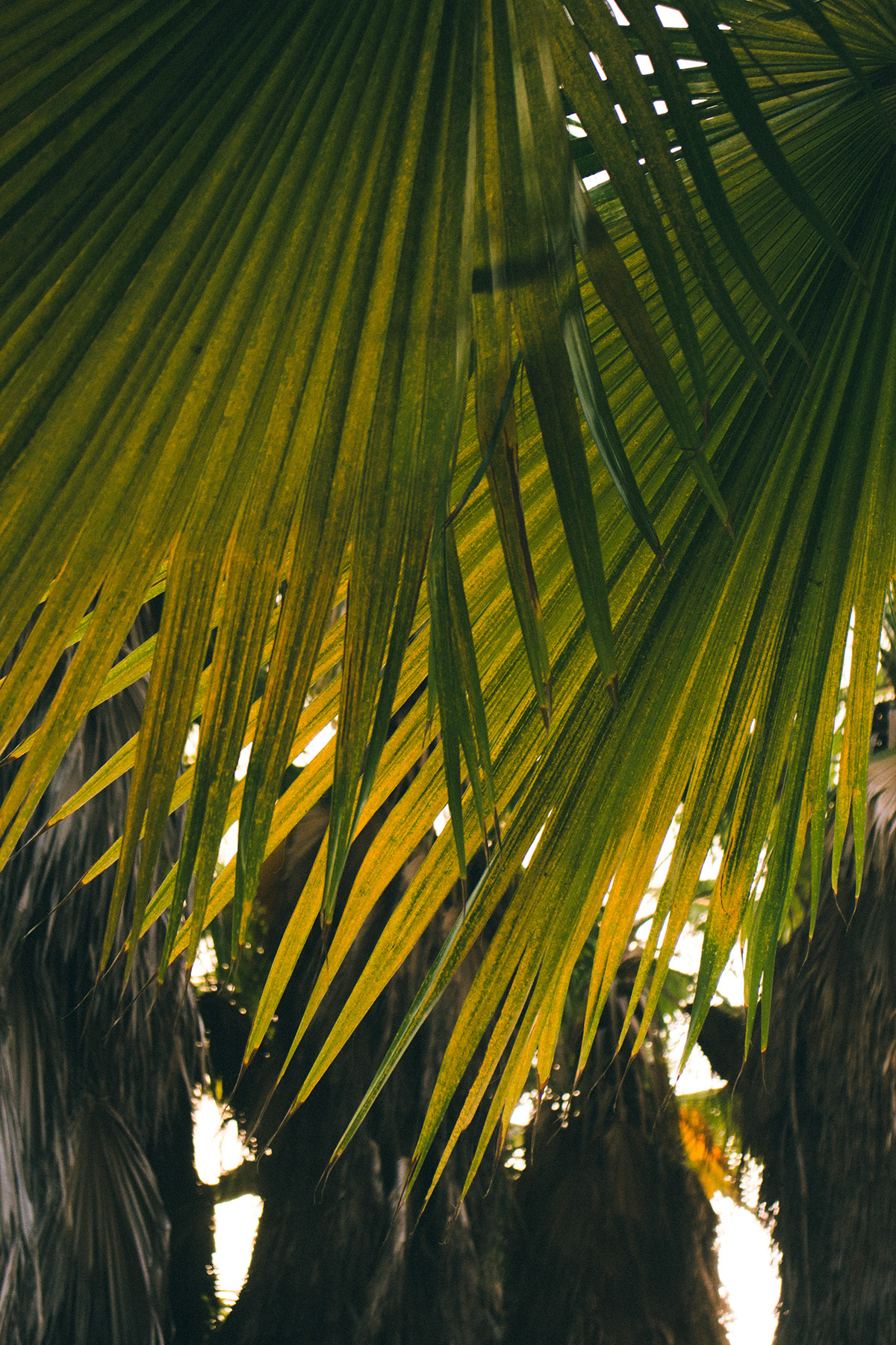 Photography  Fashion  venezuela Caribbean palms swimsuit Tropical moda Fotografia