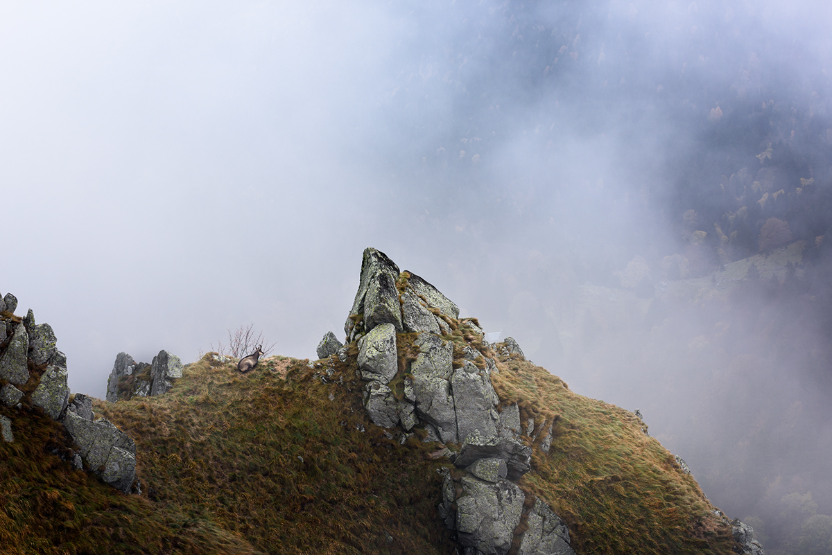 fog montain Vosges france Nature wildlife Nikon Fall