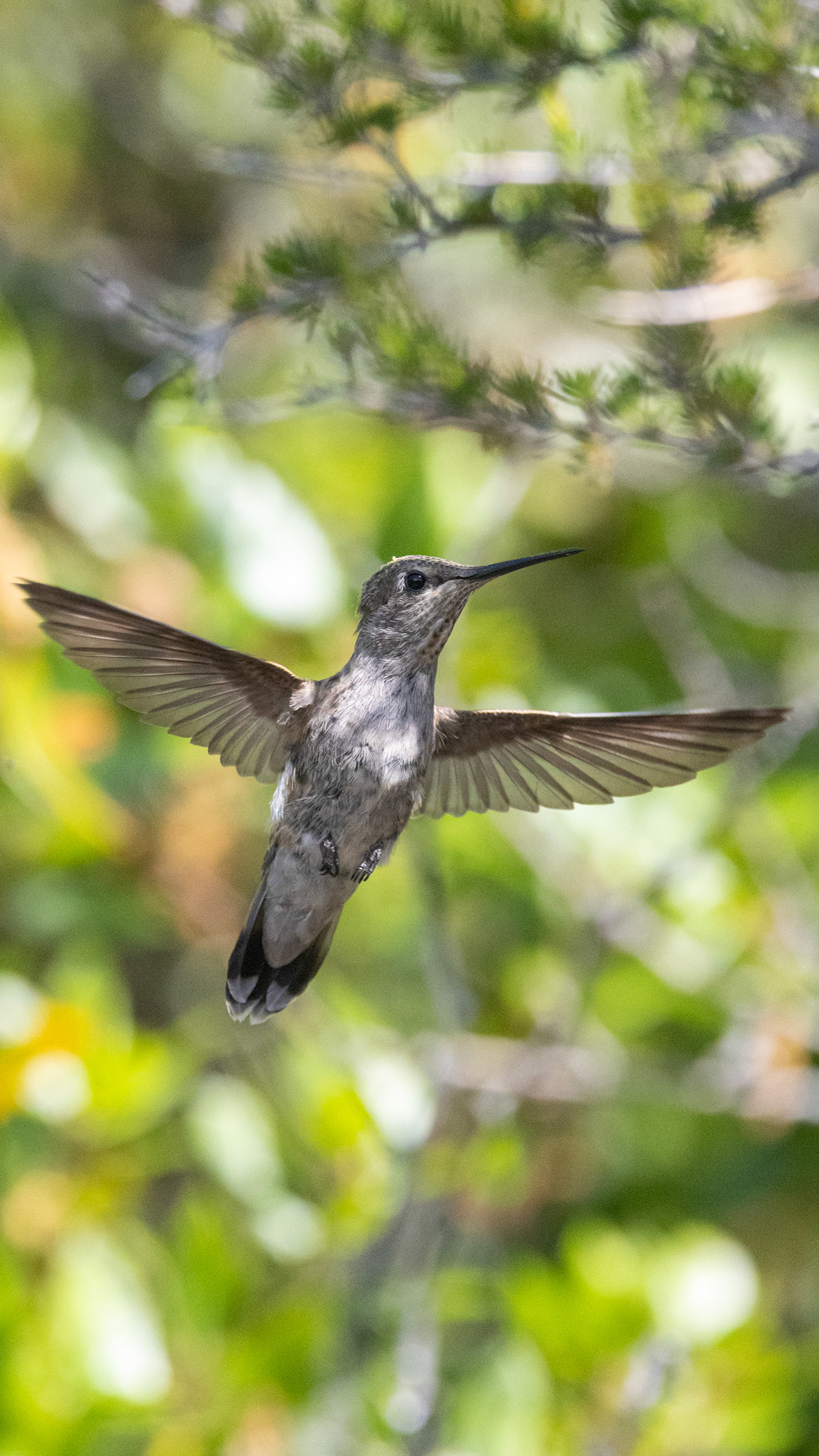 bird animal Nature hummingbird hummingbirds Wildlife photography photographer Canon Highspeed Anna's Hummingbird